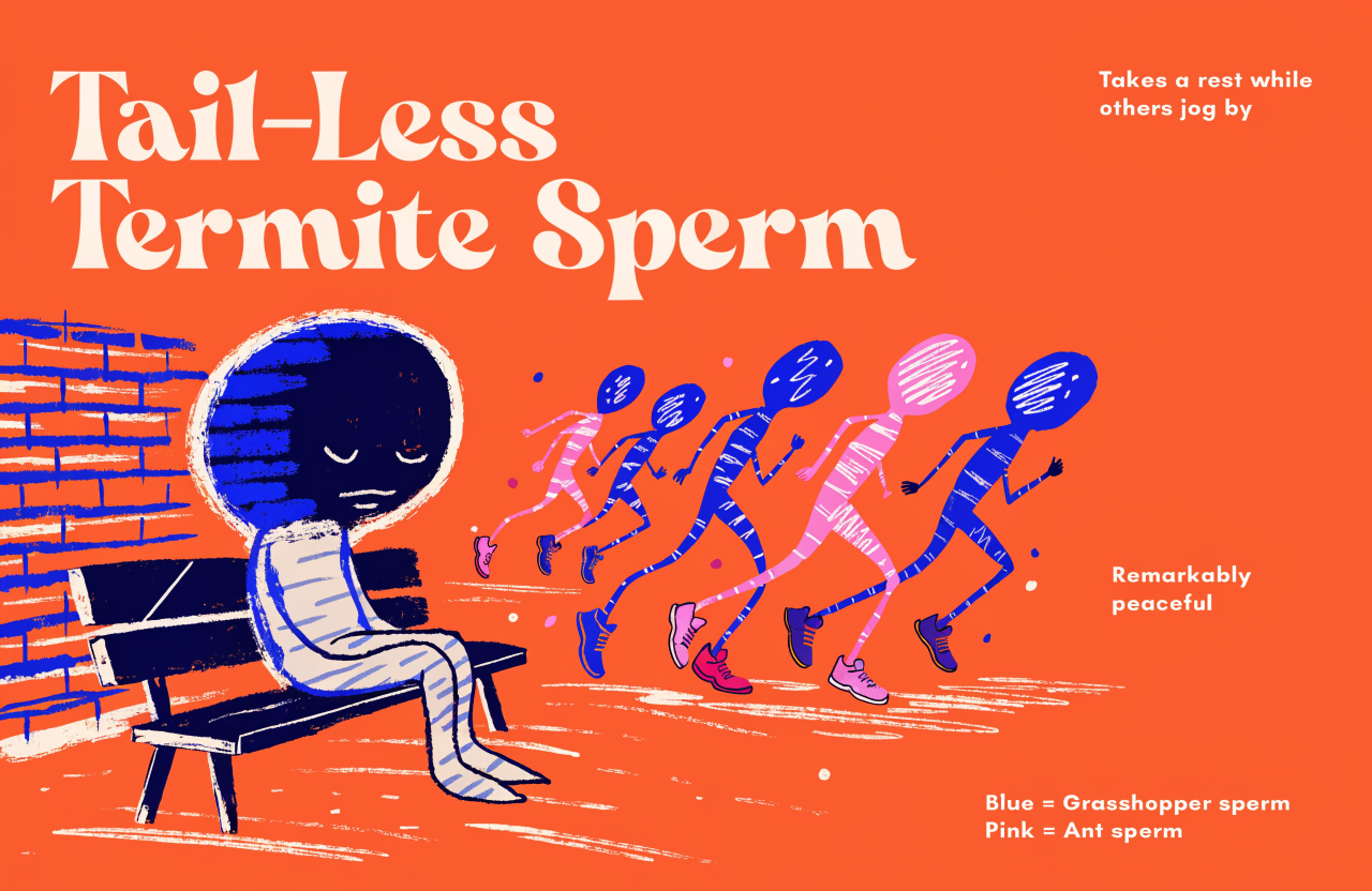 Ilustrație editorială cu interiorul unei colonii de termite arătând diferitele caste și roluri sociale